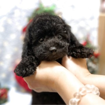 トイプードル(タイニー)【埼玉県・男の子・2025年10月4日・ブラック】の写真「ブラックのコロッとしたキュートな男の子♪」