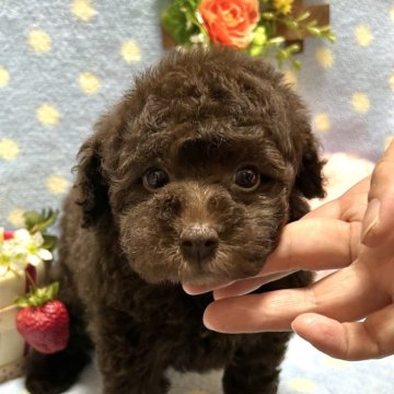 トイプードル(タイニー)【埼玉県・女の子・2024年10月14日・ブラウン】の写真「クリっとしたお目目のとってもチャーミングな女の子♩」
