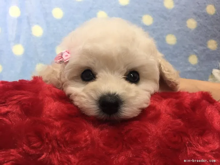 ID:1801-02565の子犬