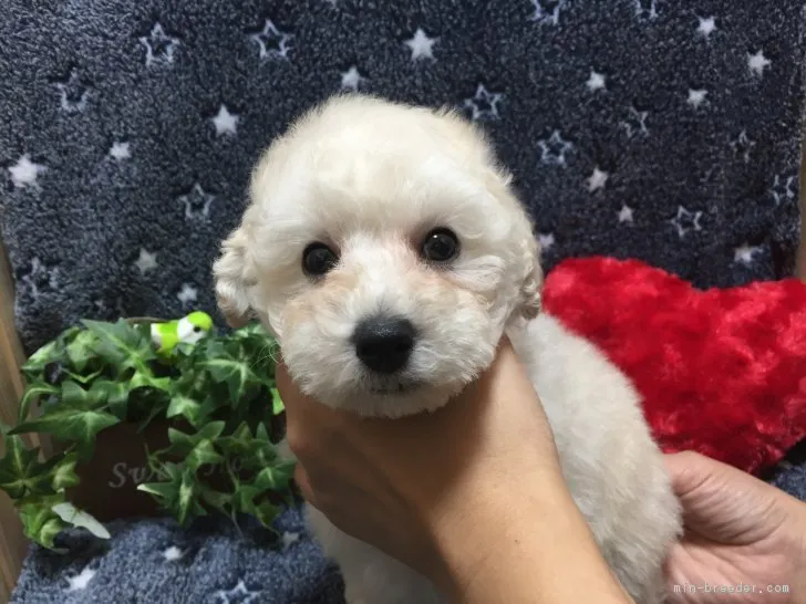 ID:1810-02327の子犬