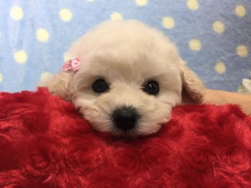 トイプードル(タイニー)【埼玉県・女の子・2018年1月13日・ホワイト】の写真「大きなお目々のとっても可愛い女の子です♪」