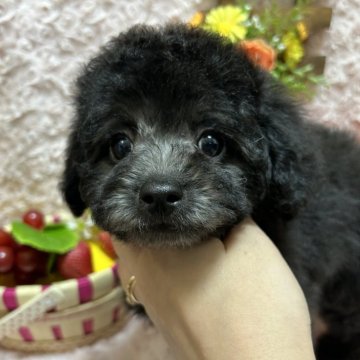 トイプードル(タイニー)【埼玉県・男の子・2024年6月30日・シルバー】の写真「シルバーの愛嬌たっぷりキュートな男の子♩」