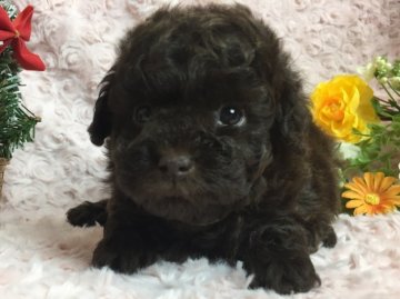 トイプードル(タイニー)【埼玉県・女の子・2017年10月9日・ブラウン】の写真「胴もマズルもつまった可愛い女の子です♪」