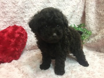 トイプードル(ティーカップ)【埼玉県・男の子・2017年10月10日・ブラウン】の写真「希少なブラウンのティーカップの男の子です♪」