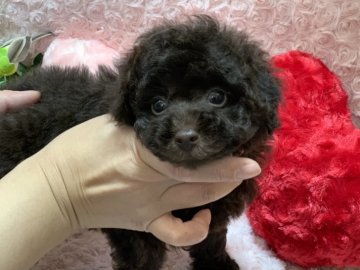 トイプードル(ティーカップ)【埼玉県・男の子・2021年1月12日・ブラウン】の写真「濃いブラウンのお目目クリクリの男の子です♪」