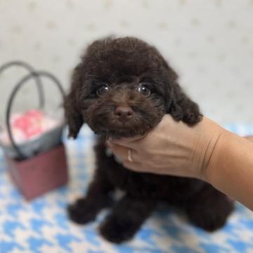 トイプードル(タイニー)【埼玉県・男の子・2022年9月3日・ブラウン】の写真「タイニー予想のキュートな男の子です♪」