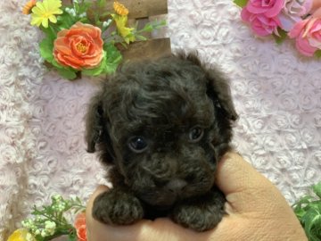 トイプードル(ティーカップ)【埼玉県・男の子・2018年12月13日・ブラウン】の写真「小さな小さなブラウンの男の子です♪」