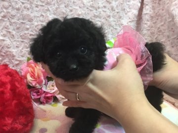 トイプードル(ティーカップ)【埼玉県・女の子・2018年1月15日・ブラック】の写真「綺麗なブラックの小さな可愛い女の子です♪」