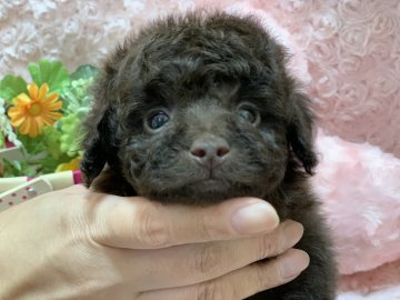 トイプードル(ティーカップ)【埼玉県・男の子・2021年2月10日・ブラウン】の写真「ティーカップ予想の超キュートな男の子です♪」