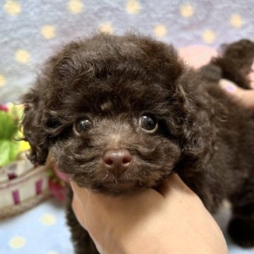 トイプードル(ティーカップ)【埼玉県・女の子・2023年4月8日・ブラウン】の写真「ブラウンのお目目クリクリでチャーミングな女の子♪」