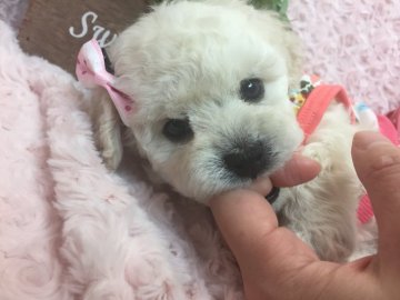 トイプードル(タイニー)【埼玉県・女の子・2018年1月5日・ホワイト】の写真「純白の超キュートな女の子♪」