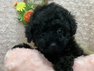 トイプードル(ティーカップ)【埼玉県・女の子・2019年5月18日・ブラック】の写真「とってもちっちゃくてチャーミングな女の子♪」