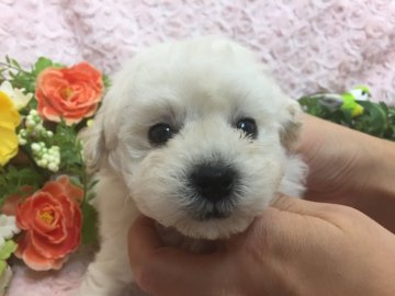 トイプードル(タイニー)【埼玉県・男の子・2018年1月5日・ホワイト】の写真「純白のカワイイ男の子♪」