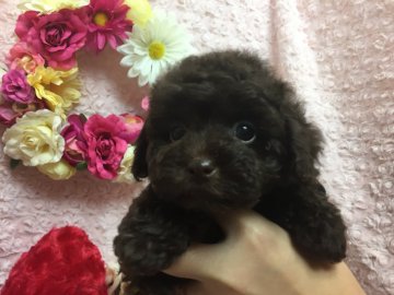 トイプードル(ティーカップ)【埼玉県・女の子・2017年12月31日・ブラウン】の写真「すごく小さな激カワの女の子です♪」