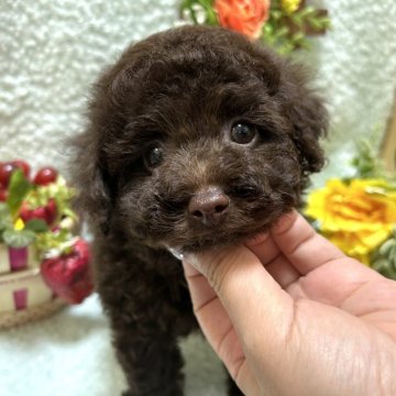 トイプードル(タイニー)【埼玉県・男の子・2024年5月1日・ブラウン】の写真「ブラウンの小さめタイニー予想のキュートな男の子♩」
