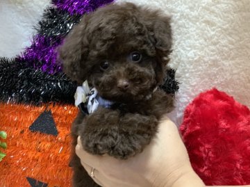 トイプードル(ティーカップ)【埼玉県・男の子・2019年7月6日・ブラウン】の写真「マイクロティーの可能性あり！チャーミングな男の子♪」