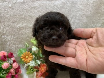 トイプードル(タイニー)【埼玉県・男の子・2019年7月6日・ブラウン】の写真「タイニーサイズ予想のコロコロした可愛い男の子♪」