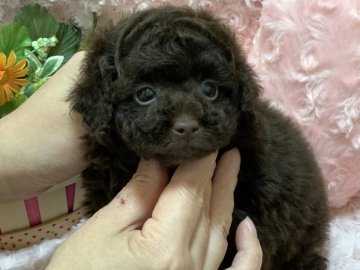 トイプードル(ティーカップ)【埼玉県・女の子・2021年2月10日・ブラウン】の写真「ティーカップ予想のめちゃカワな女の子です♪」