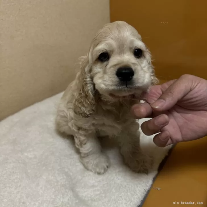 ID:2412-02064の子犬