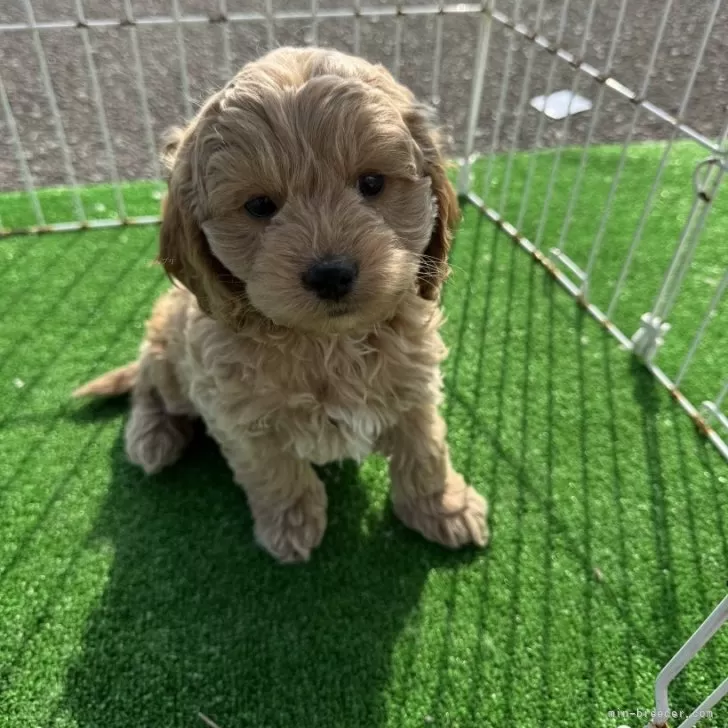 ID:2412-05872の子犬