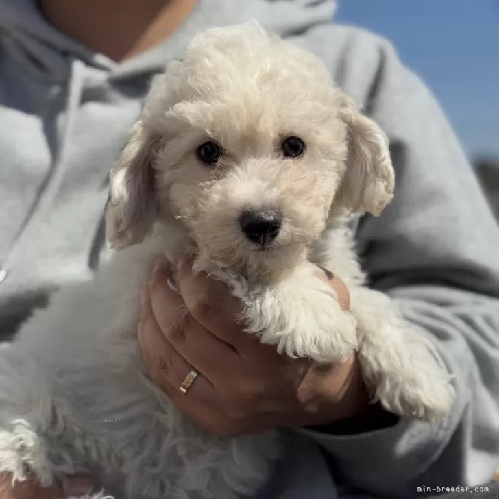 ID：2502-06002の子犬