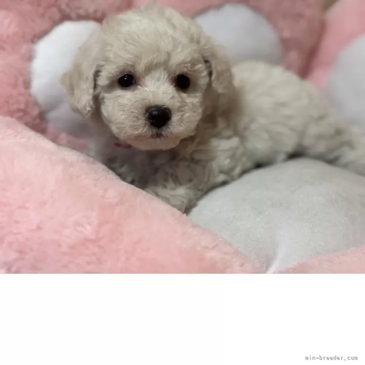 ID:2503-07915の子犬