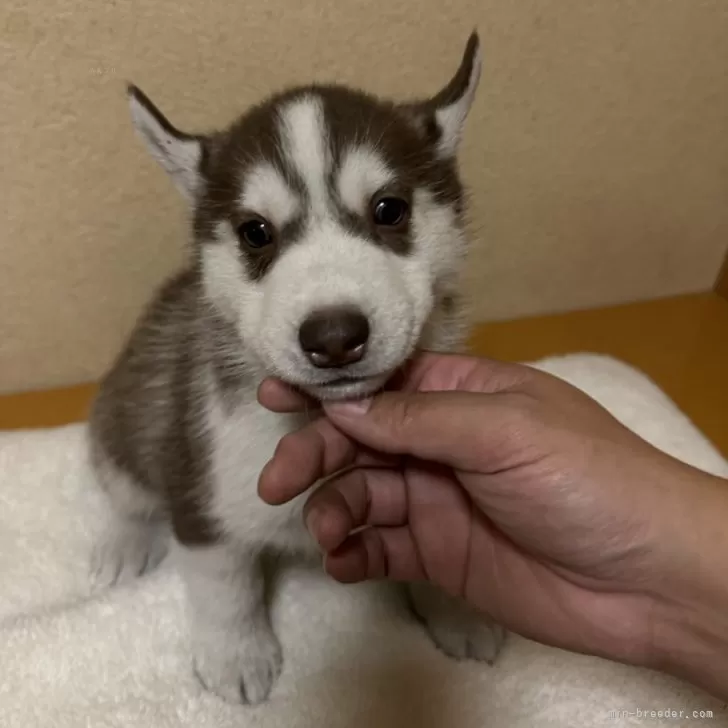 ID：2411-04323の子犬