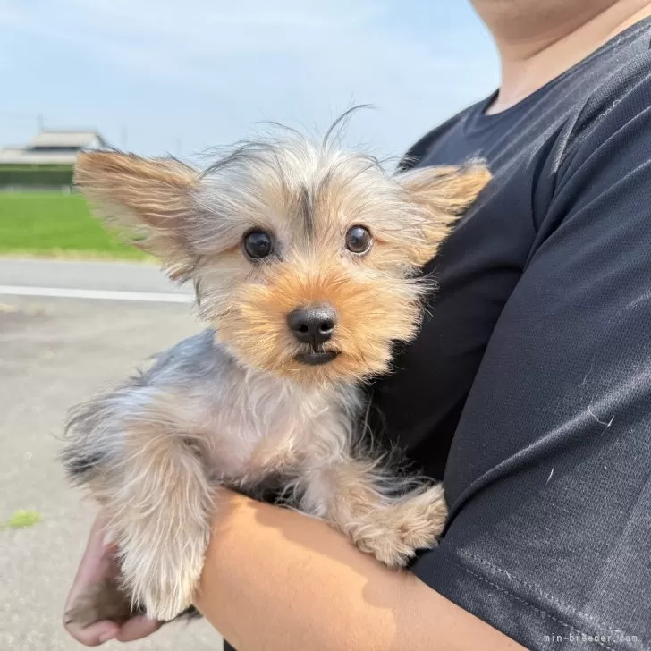 ID：2503-04129の子犬