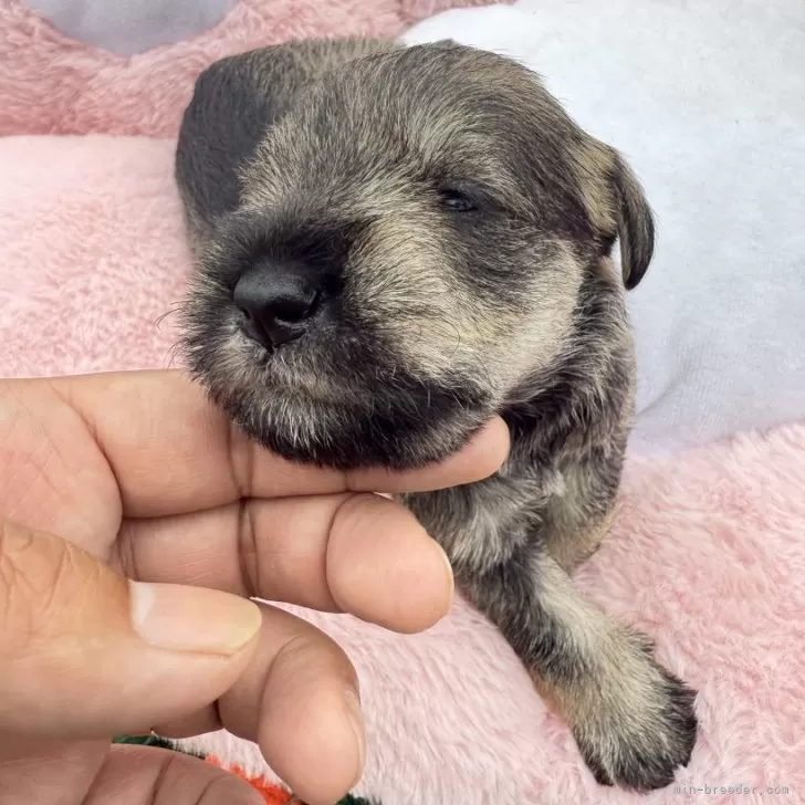 T.M 様のお迎えした子犬