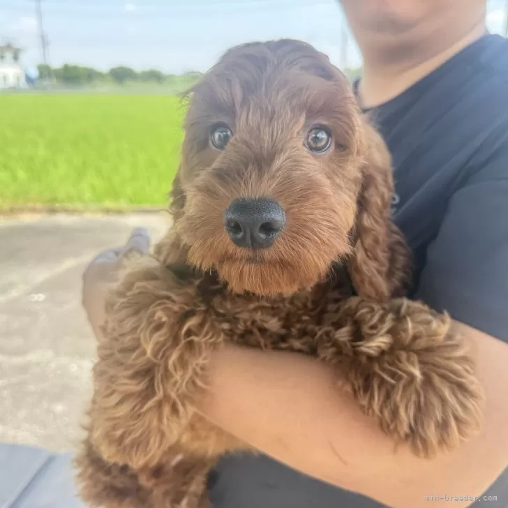 ID：2505-06232の子犬