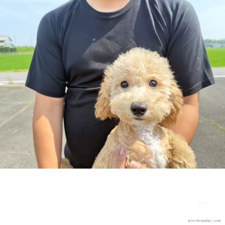 ID：2503-07905の子犬