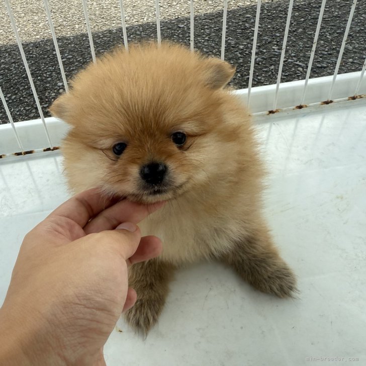 ブリーダー画像