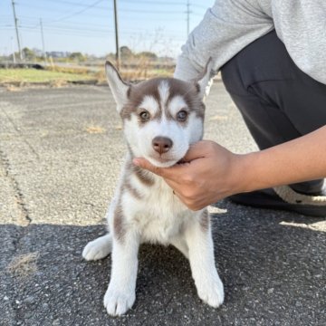 シベリアンハスキー【岐阜県・女の子・2025年10月1日・チョコ&ホワイト】の写真「茶色目🤎」