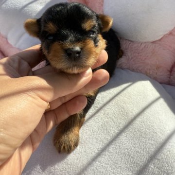 ヨークシャーテリア【岐阜県・男の子・2025年10月30日・スティール・ブルー・タン】の写真「スクスク成長中」
