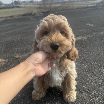 コッカプー(トイプードル×アメリカンコッカースパニエル)【岐阜県・男の子・2025年7月11日・アプリコット】の写真「白毛が入り〜」