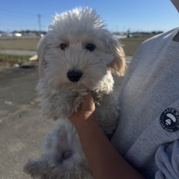 ビションプー(トイプードル×ビションフリーゼ)【岐阜県・女の子・2025年4月21日・ホワイト】の写真「スクスク成長中」