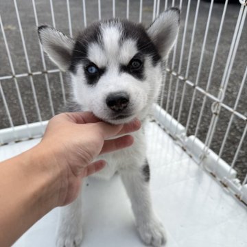 シベリアンハスキー【岐阜県・男の子・2025年9月23日・ブラック&ホワイト】の写真「スクスク成長中」