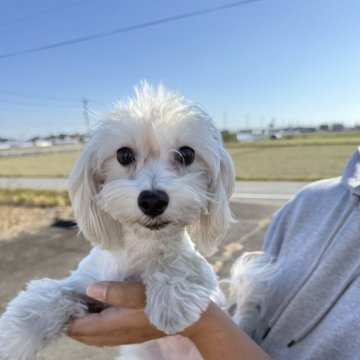 マルプー(マルチーズ×トイプードル)【岐阜県・女の子・2025年5月1日・クリーム】の写真「スクスク成長中」