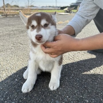 シベリアンハスキー【岐阜県・男の子・2025年10月1日・チョコ&ホワイト】の写真「茶色目🤎」
