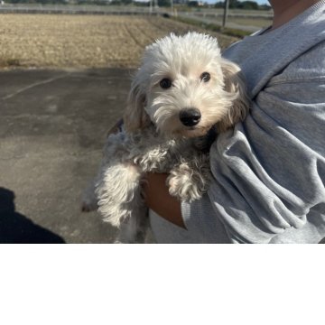 ビションプー(トイプードル×ビションフリーゼ)【岐阜県・女の子・2025年4月21日・ホワイト】の写真「スクスク成長中」