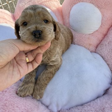 コッカプー(トイプードル×アメリカンコッカースパニエル)【岐阜県・女の子・2025年10月22日・アプリコット】の写真「スクスク成長中」