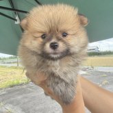 ポメラニアン