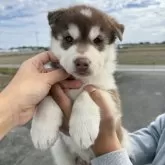 シベリアンハスキー