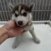 シベリアンハスキー