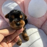 ヨークシャーテリア