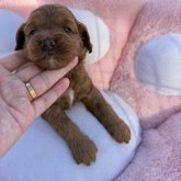 コッカプー(トイプードル×アメリカンコッカースパニエル)