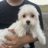 マルチーズ