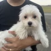 マルチーズ
