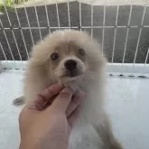 ポメラニアン
