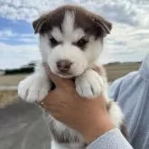 シベリアンハスキー【岐阜県・女の子・2025年10月1日・チョコ&ホワイト】の写真1